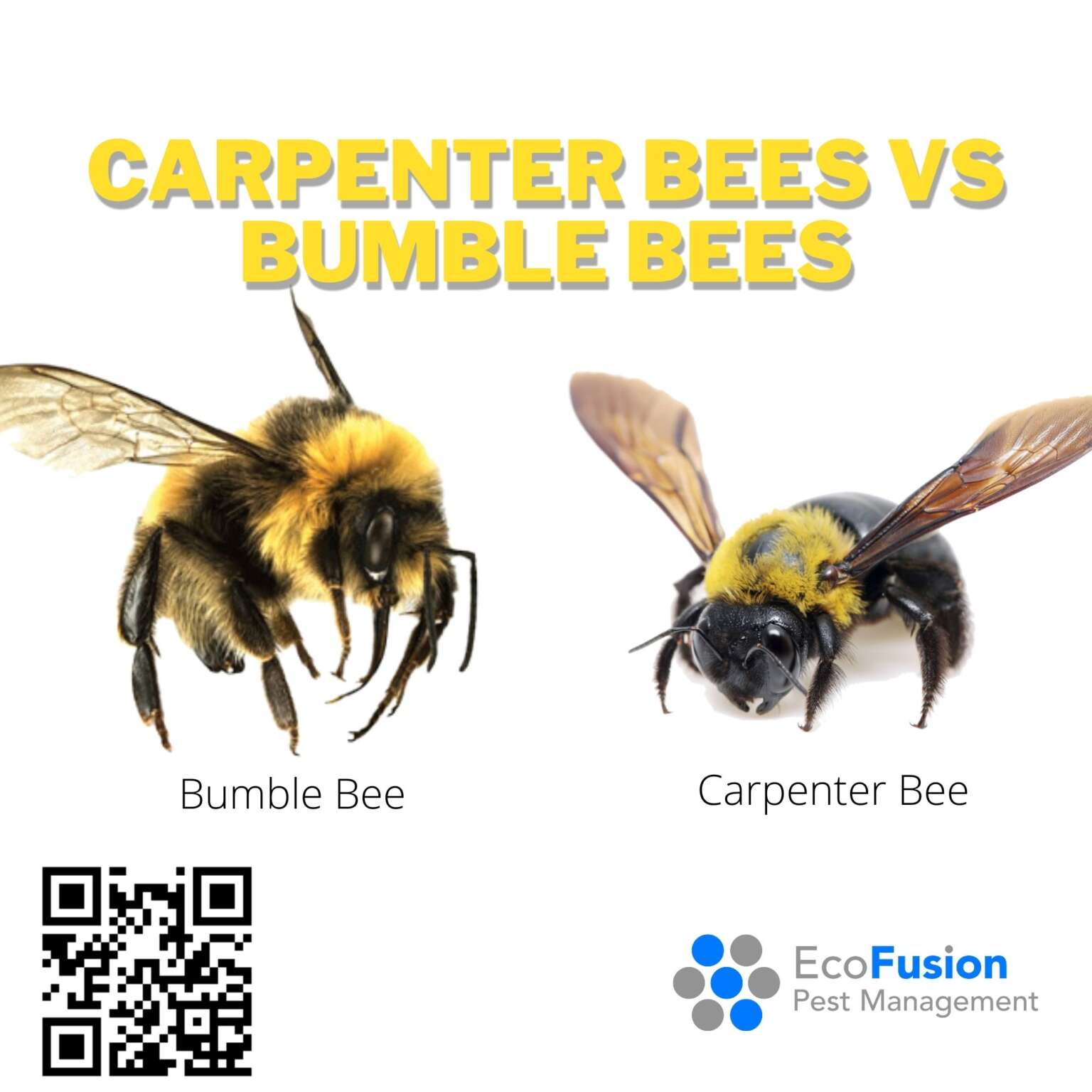 Carpenter Bees Vs Bumble Bees EcoFusion Pest Control   Carpenter Bees Vs Bumble Bees 1536x1536 